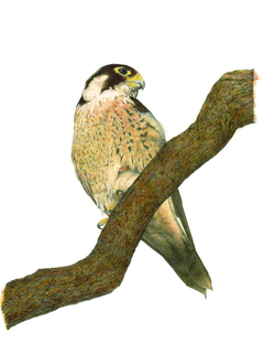 Taita Falcon (Falco fasciinucha) by Matthew Grayson