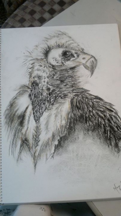 The vulture by Maya Umesh