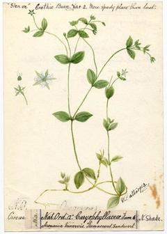 Three-nerved sandwort (Moehringia trinervia) - William Catto - ABDAG016292 by William Catto