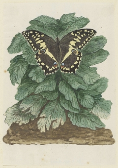 Vlinder (Papilio demodocus) op een ongeïdentificeerde plant by Robert Jacob Gordon