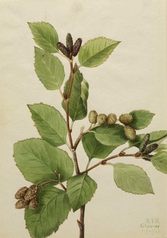 Western Green Alder (Alnus sinuata) by Mary Vaux Walcott