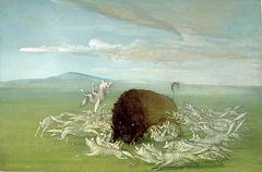 White Wolves Attacking a Buffalo Bull by George Catlin