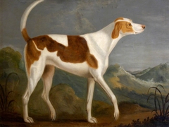 'Wonderful', a Favourite White Hound by Francis Sartorius