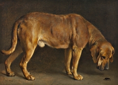 A Broholmer dog looking at a stag beetle by Otto Bache