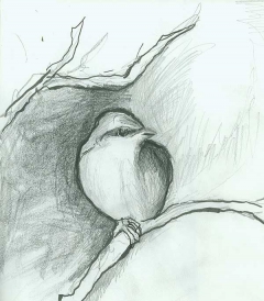 Bird Sketch 1 by Janet Jaffke