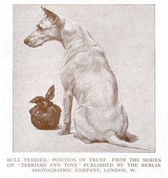 Bull terrier, a position of trust by Maud Earl