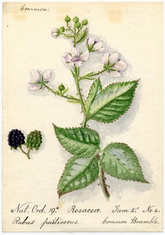 Common Bramble (rubus fruiticosus) - William Catto - ABDAG016320 by William Catto