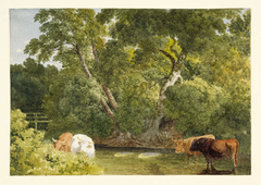 Cows standing in a Stream by Robert Hills