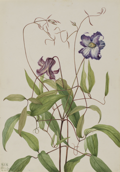 Curly Clematis (Clematis crispa) by Mary Vaux Walcott