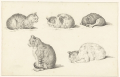 Fives Studies of Cats by Jean Bernard