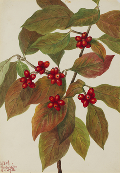 Flowering Dogwood (Cornus florida) by Mary Vaux Walcott