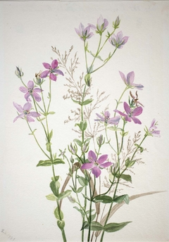 Gentianacease sabbalia angularis by Mary Vaux Walcott