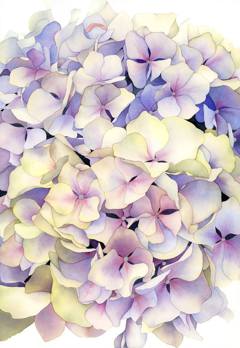 Hydrangea by Anto ZV