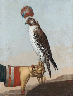 Islandic gerfalcon by Anonymous