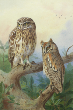 Little Owl and Scops Owl. by Archibald Thorburn