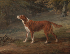 Ranger, a setter, the property of Elizabeth Gray by George Garrard