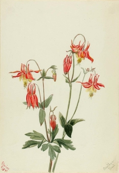 Red Columbine (Aquilegia formosa) by Mary Vaux Walcott