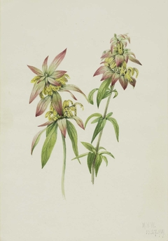 Spotted Bee Balm (Monarda punctata) by Mary Vaux Walcott