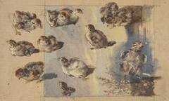 Study of Chicks by Friedrich Carl von Scheidlin