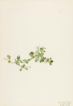 Trailing Houstonia (Houstonia procumbens) by Mary Vaux Walcott