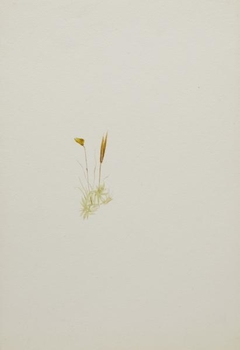 (Untitled--Flower Study) by Mary Vaux Walcott