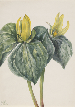 Whippoorwill Flower (Trillium hugeri) by Mary Vaux Walcott