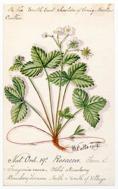 Wild strawberry (Fragaria vesca) - William Catto - ABDAG016057 by William Catto