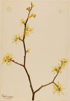 Witch-Hazel (Hamamelis virginiana) by Mary Vaux Walcott