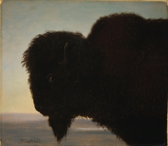 Buffalo Head by Albert Bierstadt