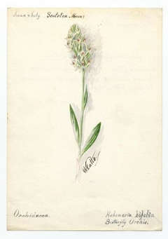 Butterfly Orchis (platanthera bifolia) - William Catto - ABDAG016421 by William Catto