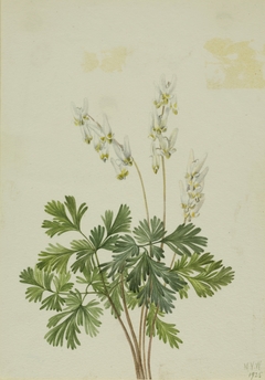 Dutchman's Breetches (Bikukulla cucullaria) by Mary Vaux Walcott