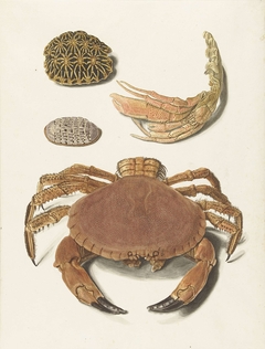 Een krab, een schaar van een krab en twee schilden van schildpadden by Johann Gustav Hoch