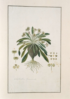 Euphorbia bupleurifolia; met diverse detailstudies van bloem en bol by Robert Jacob Gordon