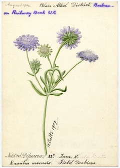 Field scabious (Knautia arvensis) - William Catto - ABDAG016280 by William Catto