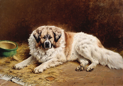 Figaro - pet Pyrenean mountain dog by Wouter Verschuur jr