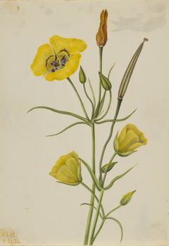 Goldenbowl Mariposa (Calochortus claratus) by Mary Vaux Walcott