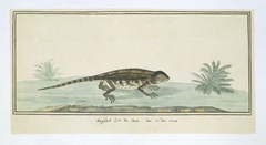 Hagedis (Agama hispida) uit de Karoo by Unknown Artist