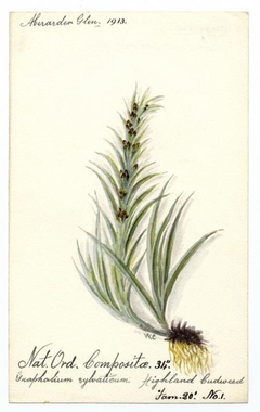 Highland Cudweed (Gnaphalium sylvaticum) - William Catto - ABDAG016157 by William Catto