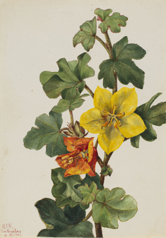 Mexican Fremontia (Fremontodendron mexicanum) by Mary Vaux Walcott