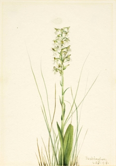 Ragged Fringe-orchid (Habenaria lacera) by Mary Vaux Walcott