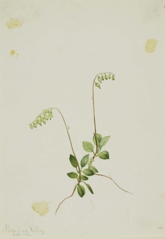 Sidebells Pyrola (Pyrola secunda) by Mary Vaux Walcott