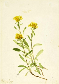 Sidesaddle Goldenrod by Mary Vaux Walcott