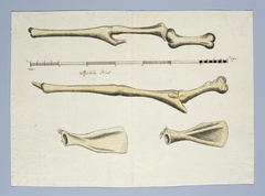 Skeletdelen van een giraf (Giraffa camelopardalis): de voor- en achterpoten by Robert Jacob Gordon