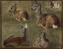 Sketches of fawns by Maria Klass-Kazanowska