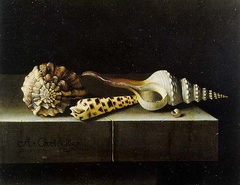 Still life with four shells by Adriaen Coorte