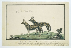 Twee Kaapse wilde honden (lycaon pictus) by Robert Jacob Gordon