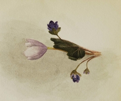 (Untitled--Flower Study) by Mary Vaux Walcott