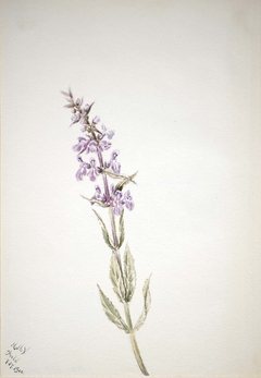 Untitled--Flower Study by Mary Vaux Walcott