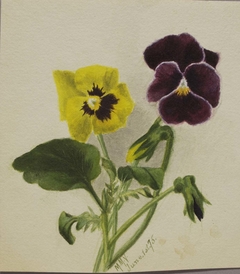 Untitled (Pansies) by Mary Vaux Walcott