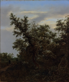 View of a Forest by Jacob van Ruisdael